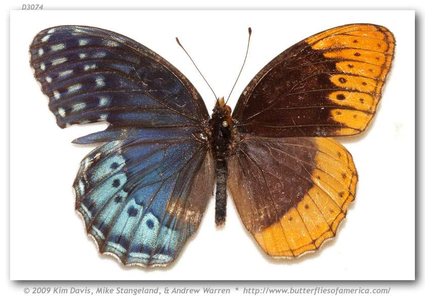 Speyeria diana (gynandromorph, Wyoming Co., WV, Pinnacle Creek, 7-12-1978) (Internet Image property of respective owner, non-commercial use only)
